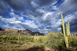 Organ Pipe Cactus National Monument: Ajo Mountain Drive winds through the desert forest of Saguaro