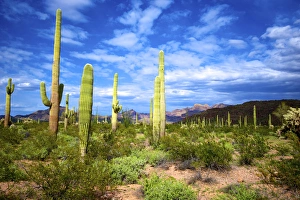 Organ Pipe Cactus National Monument: Ajo Mountain Drive winds through the desert forest of Saguaro