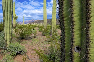 Organ Pipe Cactus National Monument: Ajo Mountain Drive winds through the desert forest of Saguaro