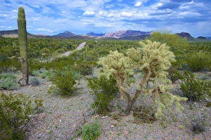 Organ Pipe Cactus National Monument: Ajo Mountain Drive winds through the desert forest of Saguaro