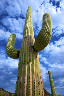 Organ Pipe Cactus National Monument: Ajo Mountain Drive winds through the desert forest of Saguaro