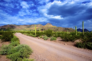Organ Pipe Cactus National Monument: Ajo Mountain Drive winds through the desert forest of Saguaro