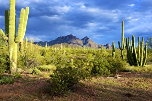 Organ Pipe Cactus National Monument: Ajo Mountain Drive winds through the desert forest of Saguaro