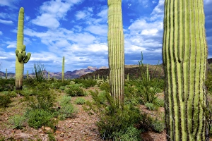 Organ Pipe Cactus National Monument: Ajo Mountain Drive winds through the desert forest of Saguaro