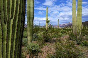 Organ Pipe Cactus National Monument: Ajo Mountain Drive winds through the desert forest of Saguaro