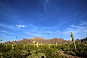 Organ Pipe Cactus National Monument: Ajo Mountain Drive winds through the desert forest of Saguaro