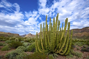 Organ Pipe Cactus National Monument: Ajo Mountain Drive winds through the desert forest of Saguaro
