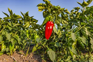 Organic red pepper farm, Marmara region, Turkey Organic red pepper farm, Marmara region, Turkey