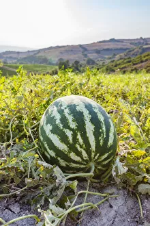Organic watermelon farm, Marmara region, Turkey Organic watermelon farm, Marmara region, Turkey