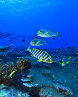 Oriental Sweetlips (Plectorhinchus vittatus), North Huvadhoo Atoll, Southern Maldives Oriental Sweetlips (Plectorhinchus vittatus), North Huvadhoo Atoll, Southern Maldives