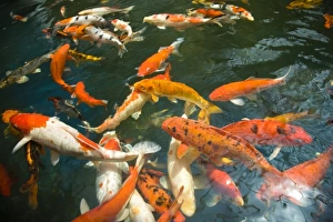 Ornament Koi or Common Carp (Cyprinus carpio), Shopping Mall Pond, Malacca Ornament Koi or Common Carp (Cyprinus carpio), Shopping Mall Pond, Malacca