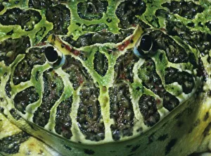 Ornate Horned Frog, (Ceratophrys ornata), South America Ornate Horned Frog, (Ceratophrys ornata), South America