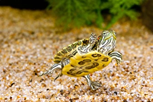Ornate Red EarTurtle, Chrysemys scripta elegans, Native to Southern US Ornate Red EarTurtle, Chrysemys scripta elegans, Native to Southern US