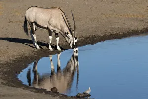 Oryx reflection in waterhole, Etosha National Park Oryx reflection in waterhole, Etosha National Park