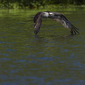 Osprey in-flight, Pandion haliaetus, Lake Woodruff NWR, Florida Osprey in-flight, Pandion haliaetus, Lake Woodruff NWR, Florida