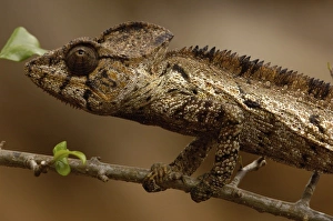 Oustaleti chameleon (Furcifer oustaleti) Loky-Manambato - Daraina. Northern MADAGASCAR Oustaleti chameleon (Furcifer oustaleti) Loky-Manambato - Daraina. Northern MADAGASCAR
