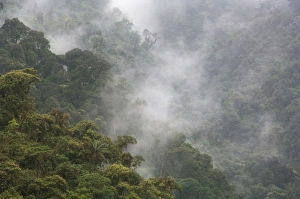 Overview of the cloud forest, Andes Mountains, Tandayapa Birding Lodge, Ecuador Overview of the cloud forest, Andes Mountains, Tandayapa Birding Lodge, Ecuador