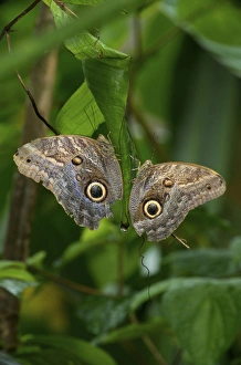 Owl Butterfly (Caligo memnon), Costa Rica Owl Butterfly (Caligo memnon), Costa Rica