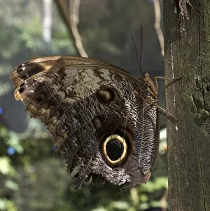 Images Dated 21st February 2012: Owl-eye butterfly (Caligo), Green Hills Butterfly Farm, Belize