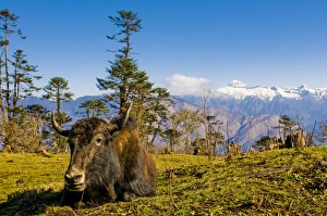 Ox in front of mountain landscape, Pele La Pass, Bhutan Ox in front of mountain landscape, Pele La Pass, Bhutan