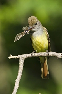 PA USA, Great Crested Flycatcher, Myiarchus crinitus, common large flycatcher East PA USA, Great Crested Flycatcher, Myiarchus crinitus, common large flycatcher East