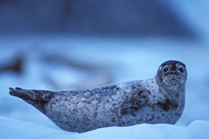 pacific harbor seal, Phoca vitulina, on an ice floe from Northwest Glacier, Kenai pacific harbor seal, Phoca vitulina, on an ice floe from Northwest Glacier, Kenai
