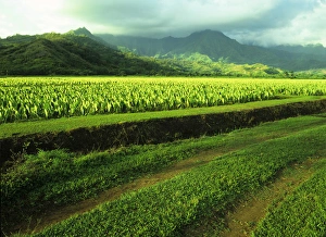 Pacific, Mid-Pacific, Mid-Pac, United States, Hawaii, Kauai, Lush valley of taro fields Pacific, Mid-Pacific, Mid-Pac, United States, Hawaii, Kauai, Lush valley of taro fields