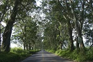 Images Dated 30th March 2007: Pacific Ocean, Hawaii, Kauai, USA. The Tunnel of Trees near Koloa