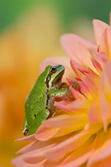 Pacific tree frog on flowers in our garden, Sammamish Washington Pacific tree frog on flowers in our garden, Sammamish Washington