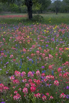 Paint Brush, Blue Bonnets and Phlox in field surround by Oak Trees near Devine Texas Paint Brush, Blue Bonnets and Phlox in field surround by Oak Trees near Devine Texas