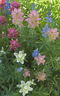 Paintbrush and Lupine, Alta Ski Resort, Uinta- Wasatch - cache National Forest near Alta Paintbrush and Lupine, Alta Ski Resort, Uinta- Wasatch - cache National Forest near Alta