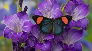 Painted Beauty Butterfly from the Amazon Region, Batesia hypochlora Painted Beauty Butterfly from the Amazon Region, Batesia hypochlora