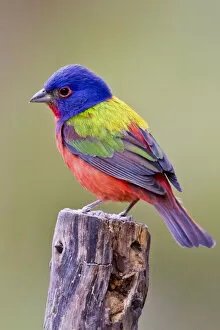 Images Dated 17th May 2011: Painted Bunting (Passerina ciris) male perched