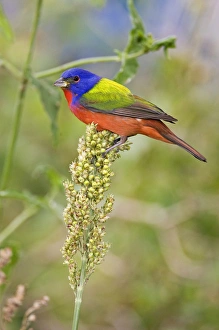 Painted Bunting (Passerina citria) adult male in breeding plumage, spring migration Painted Bunting (Passerina citria) adult male in breeding plumage, spring migration
