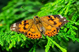 Painted lady butterfly, Seattle, Washington State Painted lady butterfly, Seattle, Washington State