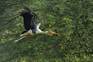 Painted Stork in flight, Keoladeo National Park, India Painted Stork in flight, Keoladeo National Park, India