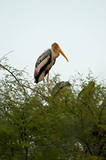 Painted stork (Mycteria leucocephala), Keoladeo National Park (Bharatpur bird sanctuary) Painted stork (Mycteria leucocephala), Keoladeo National Park (Bharatpur bird sanctuary)