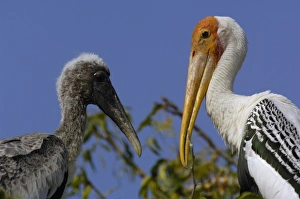 Painted stork on nest with chicks (Mycteria leucocephala). In a village near the Painted stork on nest with chicks (Mycteria leucocephala). In a village near the