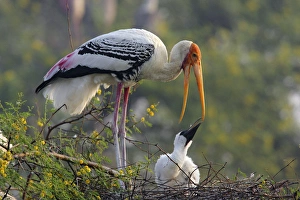 Painted Stork & youn one, Keoladeo National Park, India Painted Stork & youn one, Keoladeo National Park, India