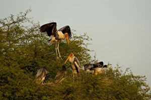 Painted storks (Mycteria leucocephala), Keoladeo National Park (Bharatpur bird sanctuary) Painted storks (Mycteria leucocephala), Keoladeo National Park (Bharatpur bird sanctuary)