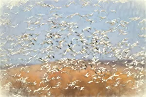 Painting effect on snow geese flying. Bosque del Apache National Wildlife Refuge, New Mexico