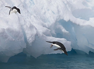 Adelie Penguin Gallery: A pair of adelie penguins leap off the edge of the iceberg they were resting