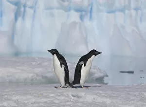 Adelie Penguin Gallery: A pair of adelie penguins loaf on sea ice near their colony on Devil Island