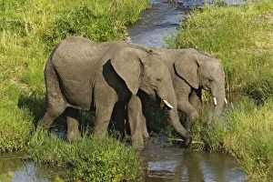Images Dated 22nd July 2005: Pair of African