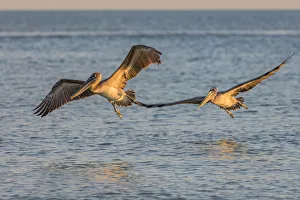 Pair of brown pelicans in flight along Sanibel Island in Florida, USA Pair of brown pelicans in flight along Sanibel Island in Florida, USA