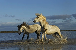 Pair of Camargue stallions fighting, southern France Pair of Camargue stallions fighting, southern France