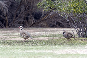 Pair of Chukars at Kodachrome Basin State Park in Utah Pair of Chukars at Kodachrome Basin State Park in Utah