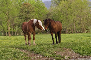 Pair of horses, Cades Cove, Great Smoky Mountains N.P. TN Pair of horses Pair of horses, Cades Cove, Great Smoky Mountains N.P. TN Pair of horses