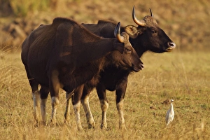 Pair of Indian Gaur, Tadoba Andheri Tiger Reserve, India Pair of Indian Gaur, Tadoba Andheri Tiger Reserve, India