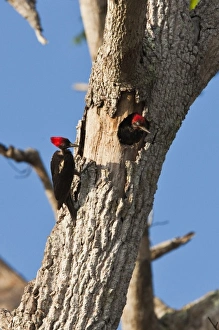 A pair of Lineated Woodpeckers (Dryocopus lineatus) in the morning sun. Osa Peninsula A pair of Lineated Woodpeckers (Dryocopus lineatus) in the morning sun. Osa Peninsula